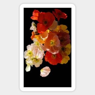 Sunny poppies Sticker